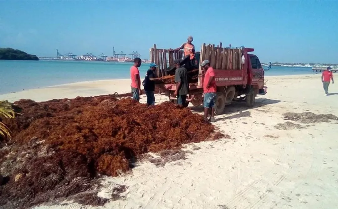 Ayuntamiento de Boca Chica retira mas de 30 camiones de sargazo