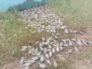 Cortocircuito provocó muerte de peces en planta residual de Villa Salma, Samaná