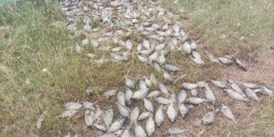 Cortocircuito provocó muerte de peces en planta residual de Villa Salma, Samaná