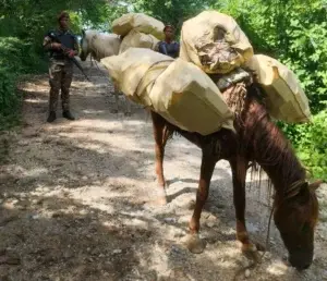 Ejército ocupa 100 mil unidades de cigarrillos transportados en dos caballos en Dajabón