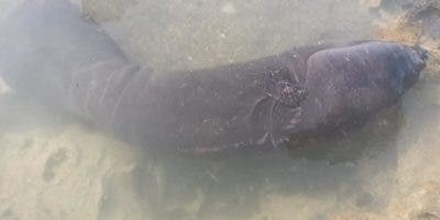 Rescatan manatí golpeado en playa de SPM y ahora buscan su madre