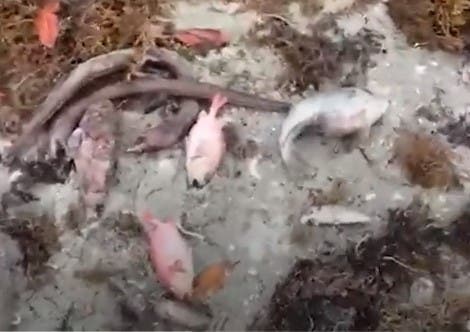 Academia de Ciencias pide investigar muerte masiva de peces en Azua