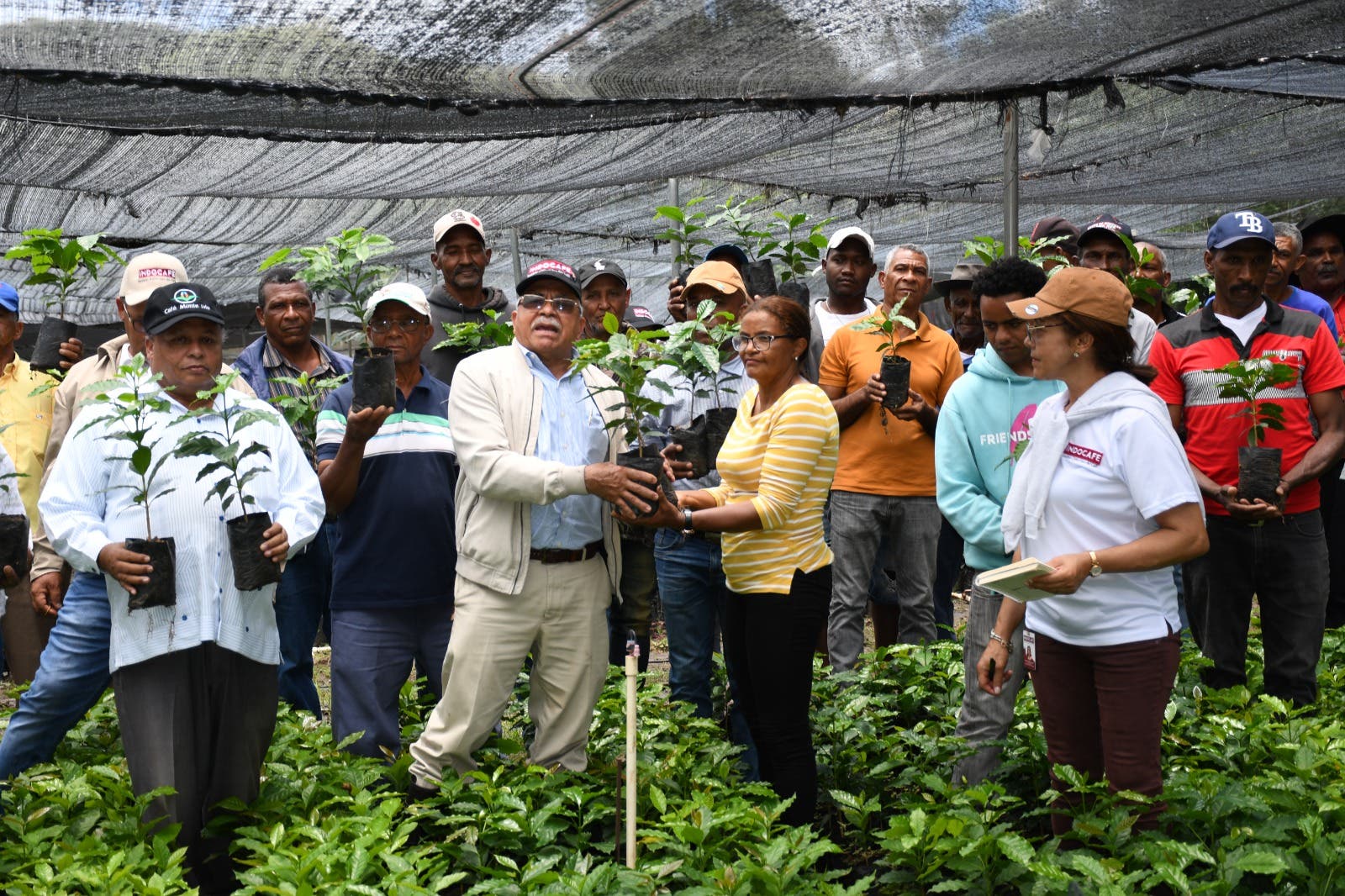 Gobierno distribuye dos millones de plantas de café resistentes a la Roya