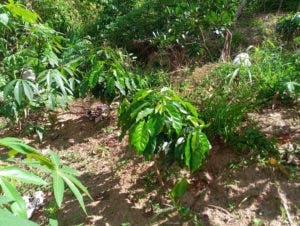 Avanza en montañas Jarabacoa plan de siembra de cafetales para frenar deforestación