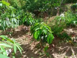 Avanza en montañas Jarabacoa plan de siembra de cafetales para frenar deforestación