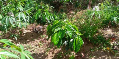 Avanza en montañas Jarabacoa plan de siembra de cafetales para frenar deforestación