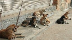 Animales callejeros están más expuestos tener enfermedades