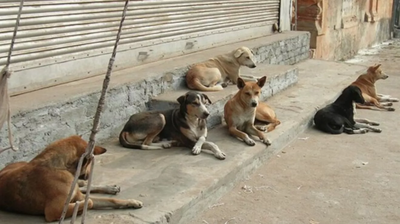 Animales callejeros están más expuestos tener enfermedades