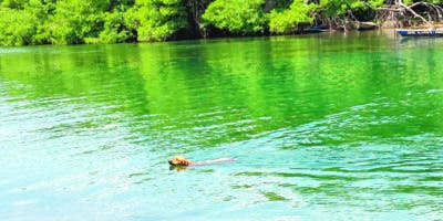 Manzanillo es un oasis en la Línea Noroeste, pero muy pocos lo saben