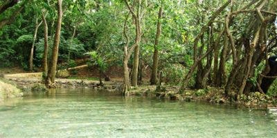 Proteger los manglares, la mejor defensa natural contra los efectos del cambio climático