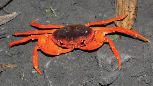 Un adolescente chino descubre una nueva especie de cangrejo de río