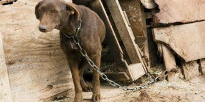 Proyecto cacería abre posibilidad eliminar perros y gatos callejeros