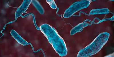 Florida reporta 5 muertes y 26 infectados en lo que va de año por la bacteria “come-carne»