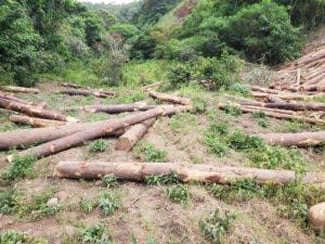 Tres meses de prisión para dos hombres que falsificaron permiso ambiental y cortaron 321 árboles en Jarabacoa