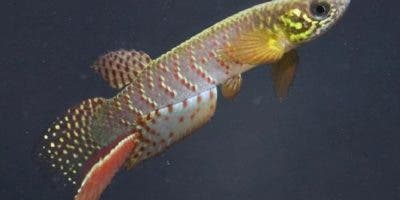 Hallan en Bolivia un pez que sobrevive fuera del agua y que cambia su forma de respirar