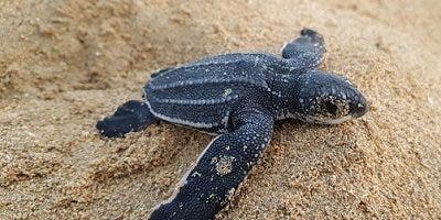 Gobierno establece veda por 10 años de tortugas marinas
