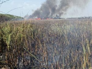 Incendio afecta Parque Nacional Manglares de Estero Balsa en Montecristi