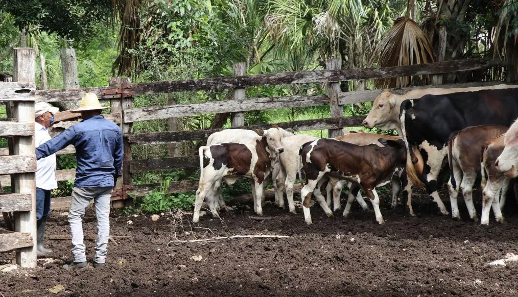 El 42% de estos créditos está manejado por mujeres amas de casa en zonas rurales.