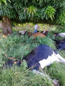 Rayo mata 12 vacas preñadas, 4 de producción lechera y un padrote en Dajabón