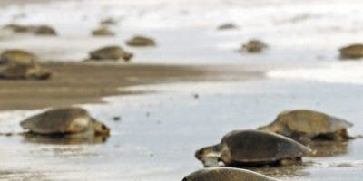 Tortugas en peligro de extinción invaden las playas del Pacífico de Nicaragua