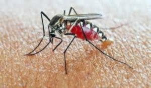 Casos malaria se centran en Azua y San Juan