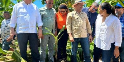 Franklin afecta banano en las plantaciones