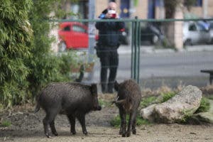 La necesidad de comida y agua empuja a animales salvajes a adentrarse en zonas urbanas