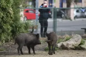 La necesidad de comida y agua empuja a animales salvajes a adentrarse en zonas urbanas