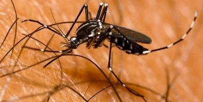 Se sugieren emplear medidas ante dengue