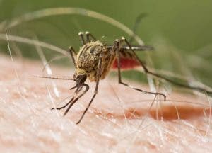 Salud notifica un nuevo caso importado de malaria