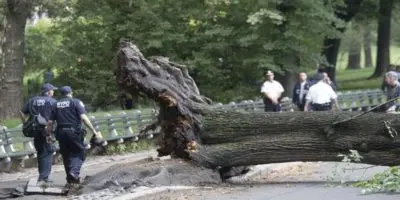 Nueva York pagará 5,5 millones a una mujer herida al caerle un árbol de Central Park
