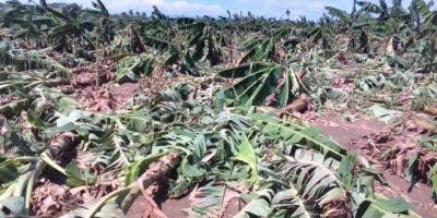 Fuertes vientos eliminaron plantaciones de plátano y arrasaron con granjas de pollos este sábado en La Vega