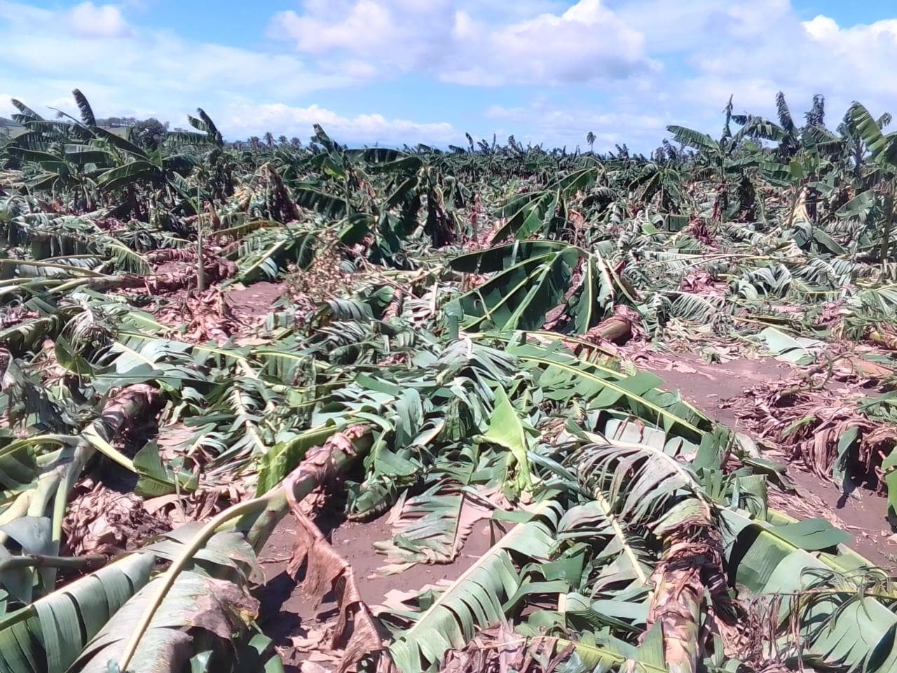 Fuertes vientos eliminaron plantaciones de plátano y arrasaron con granjas de pollos este sábado en La Vega