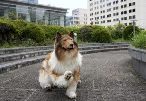 Toco, el hombre japonés que logró su sueño de convertirse en perro