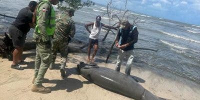 Muerte manatí Playa Los Botes es investigada