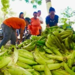 ¿Quién encarece el plátano? De RD$4.50 en finca a más de RD$23 en los mercados