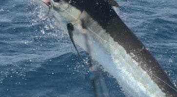 Náutico de SD  iniciará torneo al Marlin Azul 27 septiembre