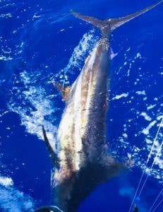 Arranca la jornada pesca Marlin Azul