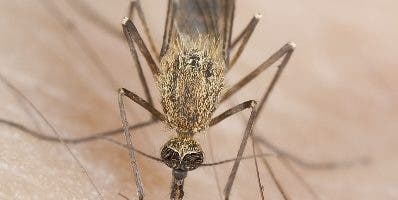 Muertes por dengue se elevan a ocho