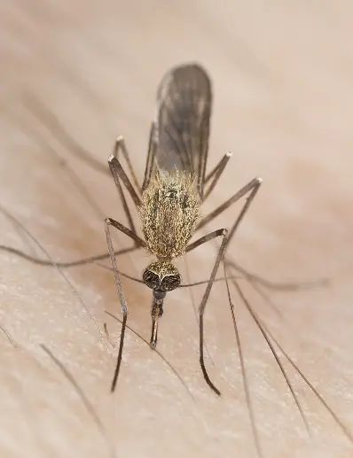 Llaman a los médicos a integrarse a prevención del dengue