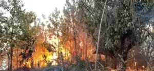 Fuego forestal afecta a loma Guaigüí