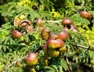 Buen manejo de semillas ayuda a germinación sustentable especies