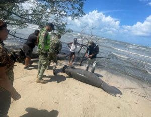 Encuentran un manatí muerto  en Playa Los Botes, en La Isabela