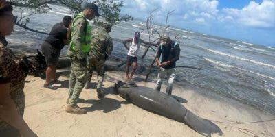 Encuentran un manatí muerto  en Playa Los Botes, en La Isabela