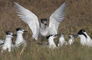 Aves playeras, indicadoras del buen estado de entornos costeros