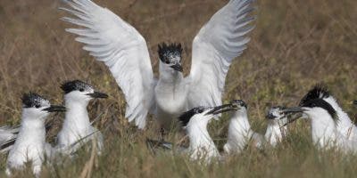 Aves playeras, indicadoras del buen estado de entornos costeros