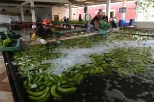 Cárteles explotan industria bananera de Ecuador para traficar cocaína