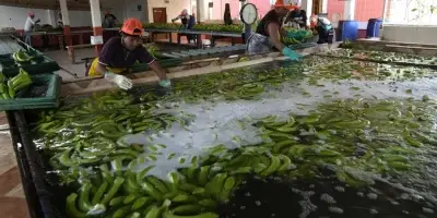Cárteles explotan industria bananera de Ecuador para traficar cocaína