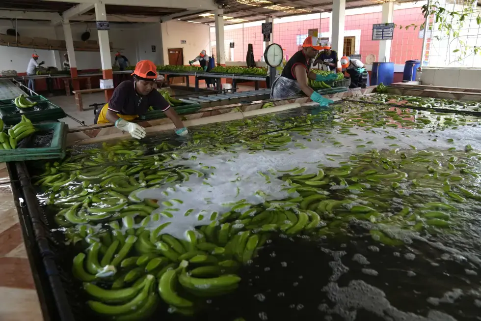 Cárteles explotan industria bananera de Ecuador para traficar cocaína