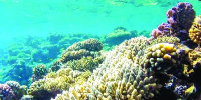 Invertirán €10.8 millones restaurar arrecifes de coral